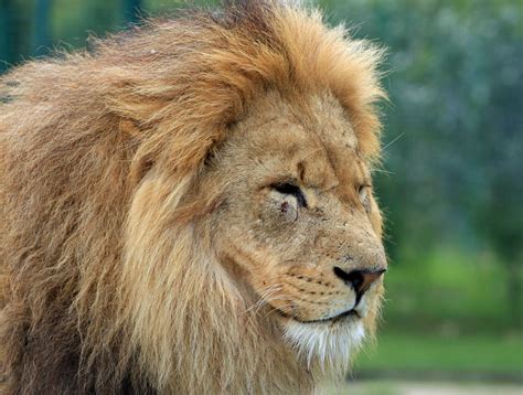 Lion's Head .